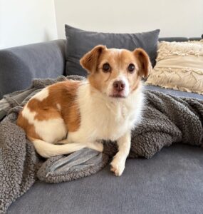Pepper (vermittelt)