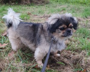 Maik (Vermittlungshilfe)