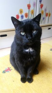 Melvin (Vermittlungshilfe)