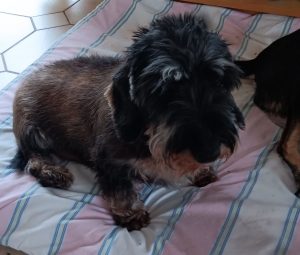 Poldi (Vermittlungshilfe)