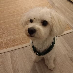 Yumak (Vermittlungshilfe)