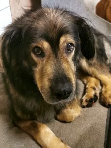 Zordon (Vermittlungshilfe)