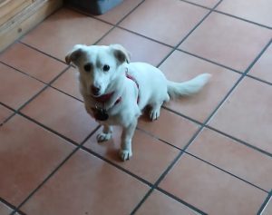 Mia (Vermittlungshilfe)