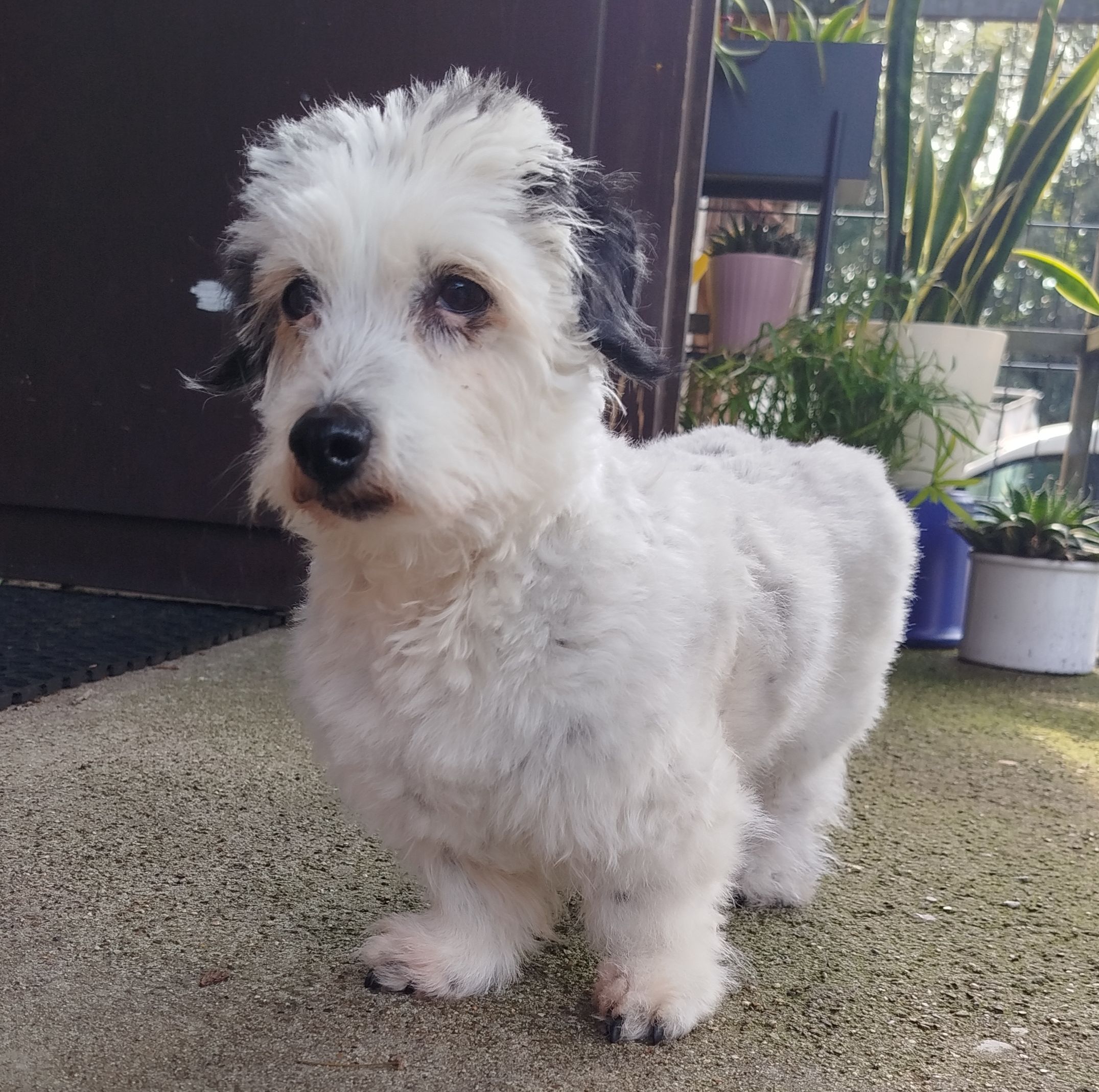 Pippa