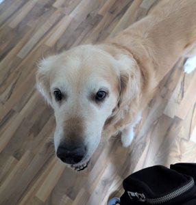 Timmy (Vermittlungshilfe)