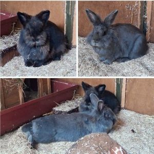 Lucy und Nepomuk (Vermittlungshilfe)