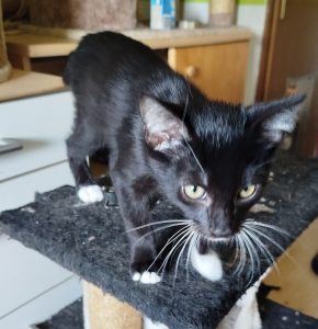 4 Kitten