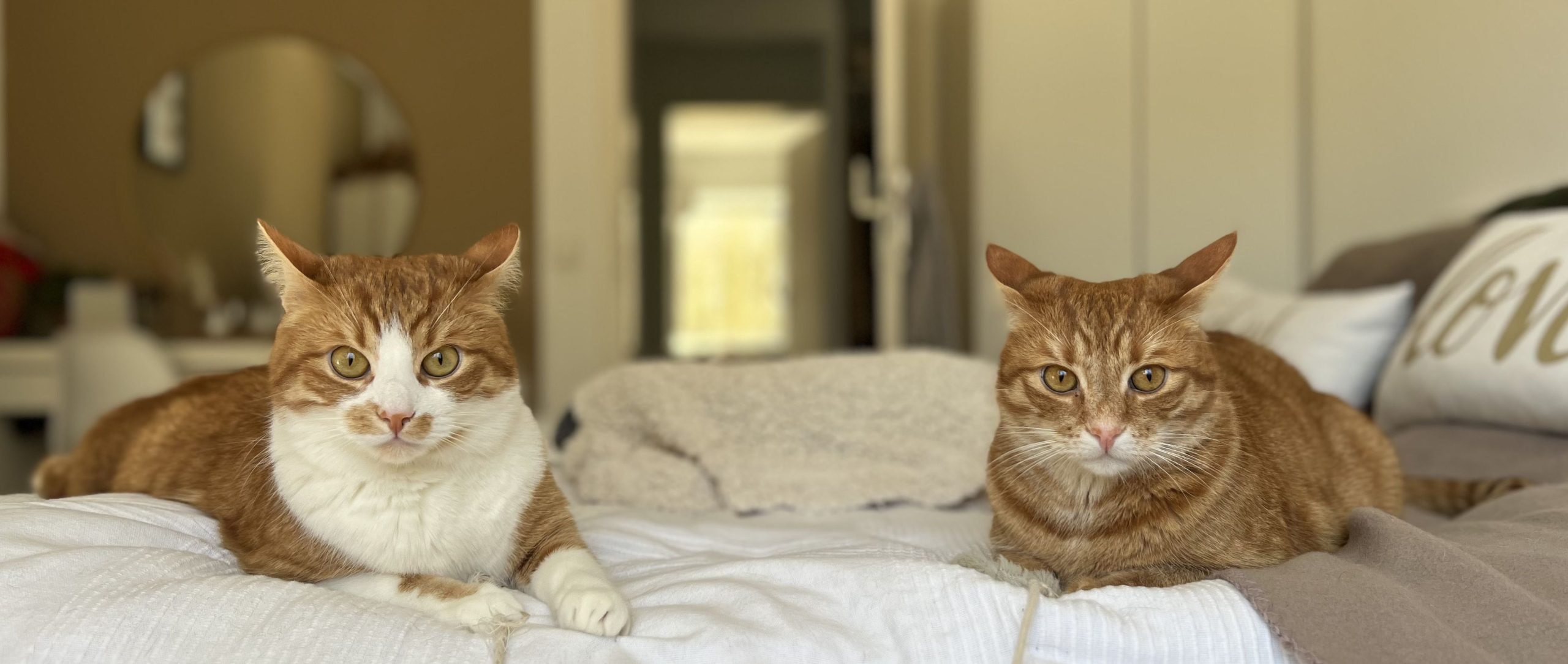 Teddy und Tiger (Vermittlungshilfe)